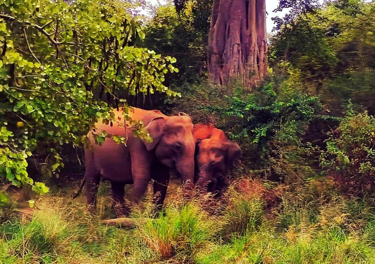 Elephant Paradise Safari Bungalow Удавалаве Екстер'єр фото