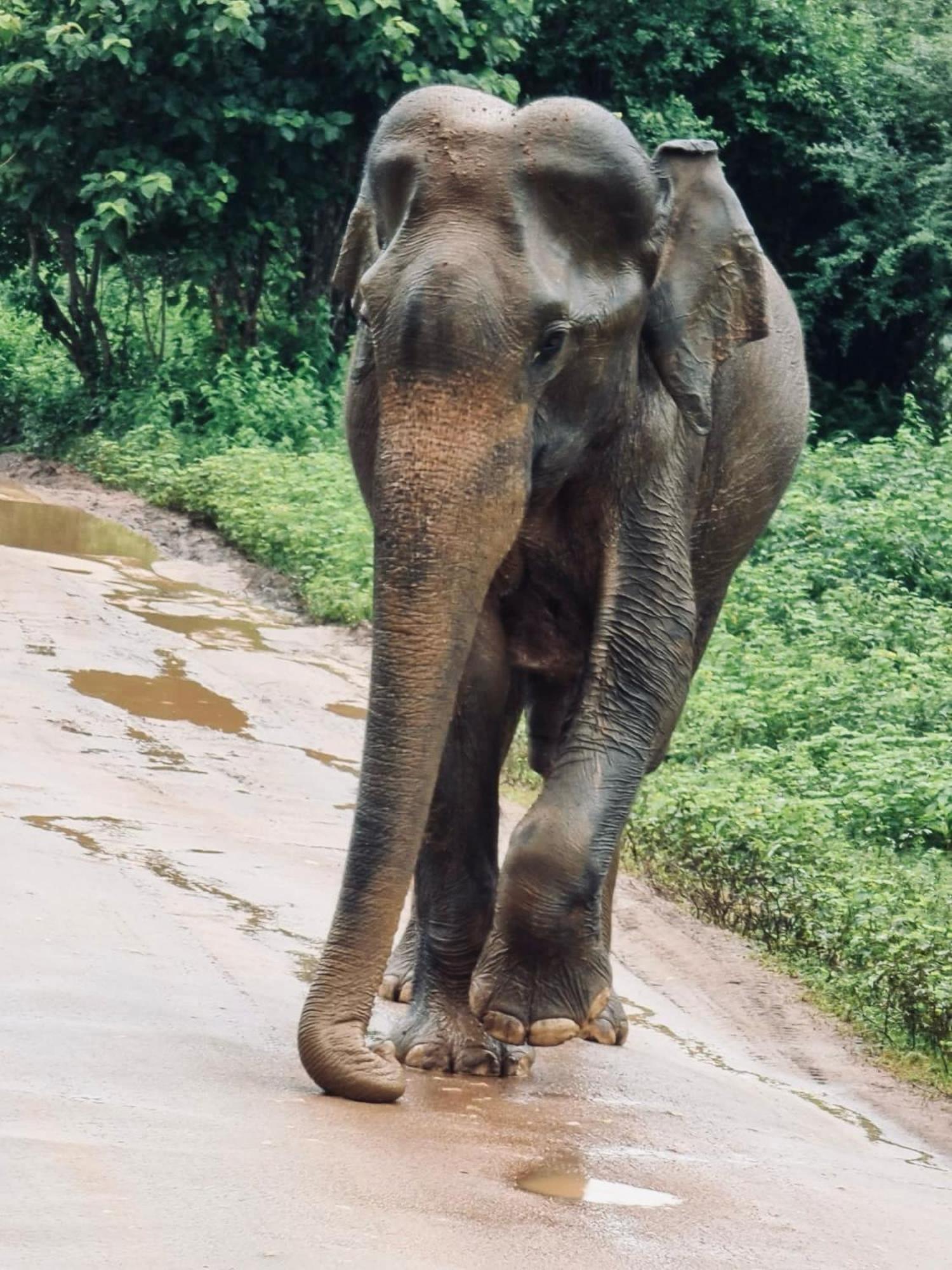 Elephant Paradise Safari Bungalow Удавалаве Екстер'єр фото
