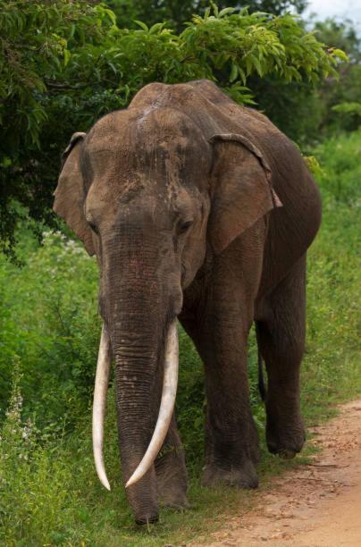 Elephant Paradise Safari Bungalow Удавалаве Екстер'єр фото