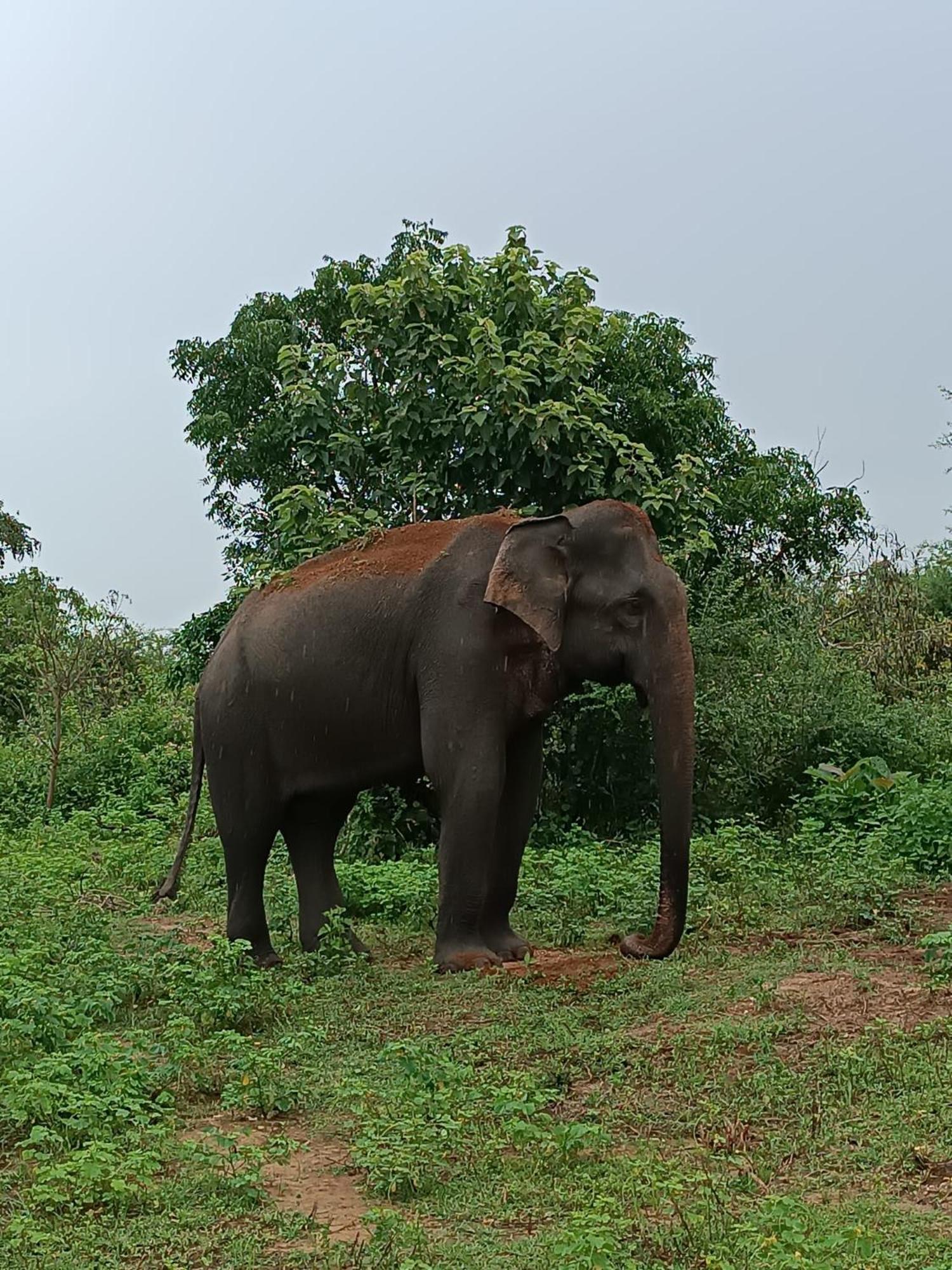 Elephant Paradise Safari Bungalow Удавалаве Екстер'єр фото