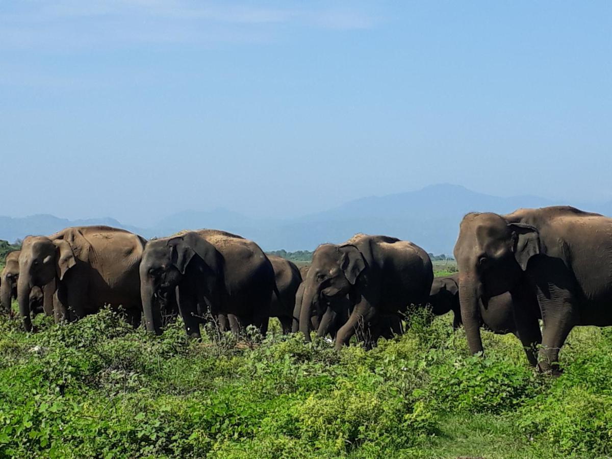 Elephant Paradise Safari Bungalow Удавалаве Екстер'єр фото